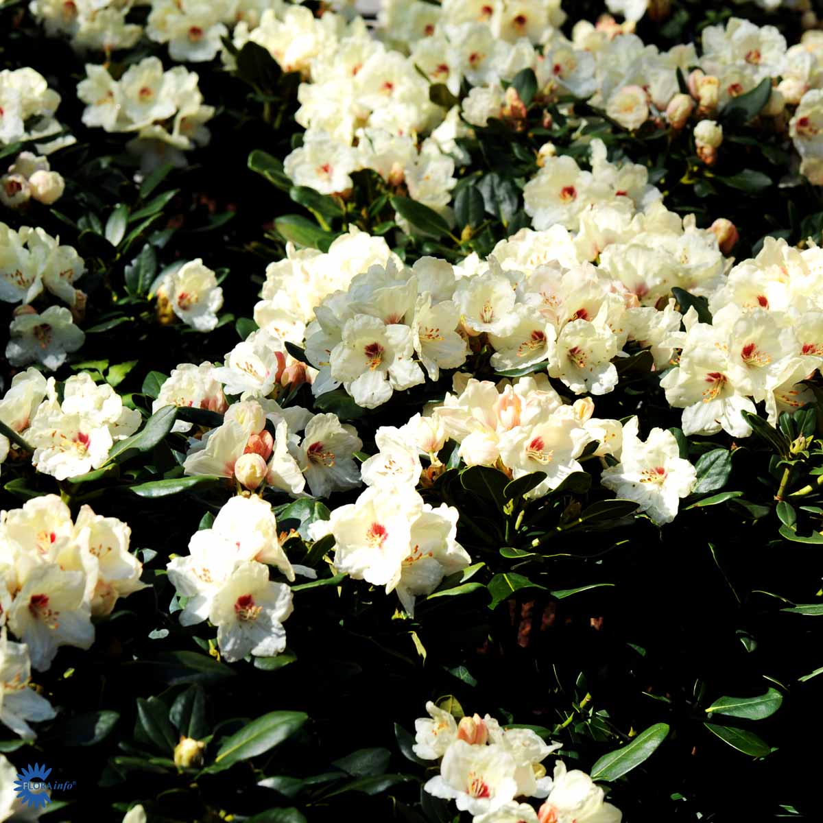 Rhododendron 'Flava'