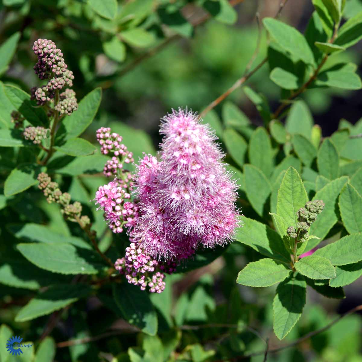 Triumfspirea (5 gr Co 3,5)