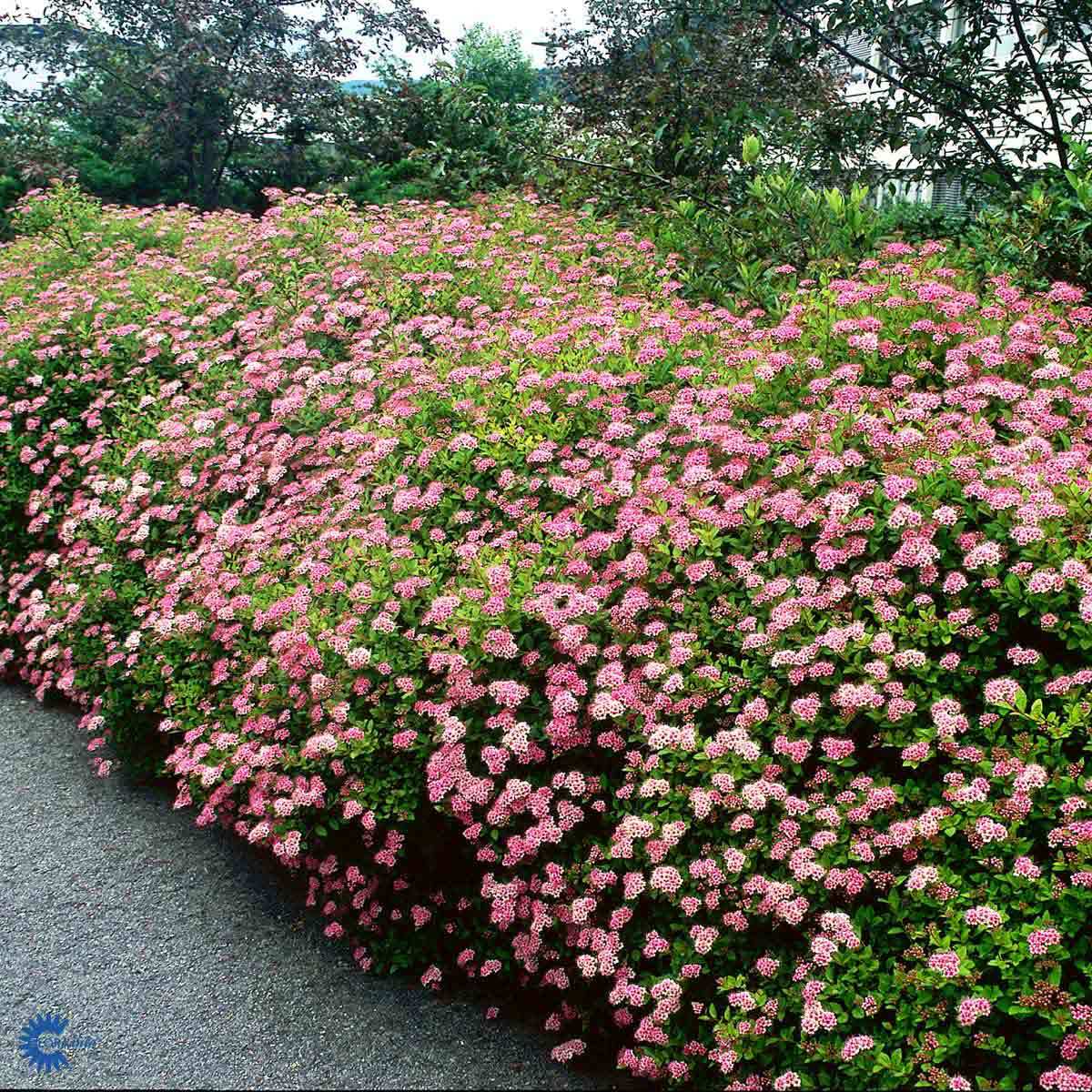 JAPANSPIREA 'LITTLE PRINCESS' (BUSK)