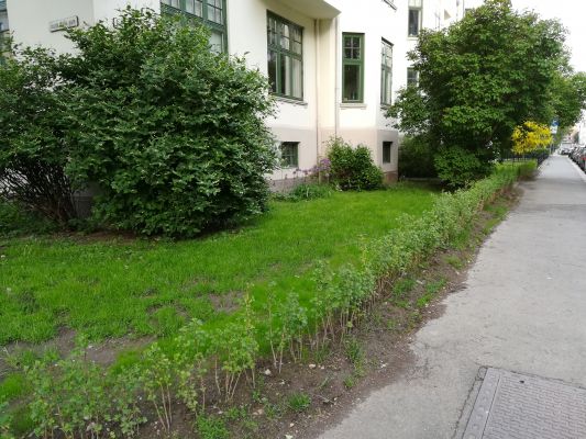 Hekk som tåler storm og tøffe værforhold