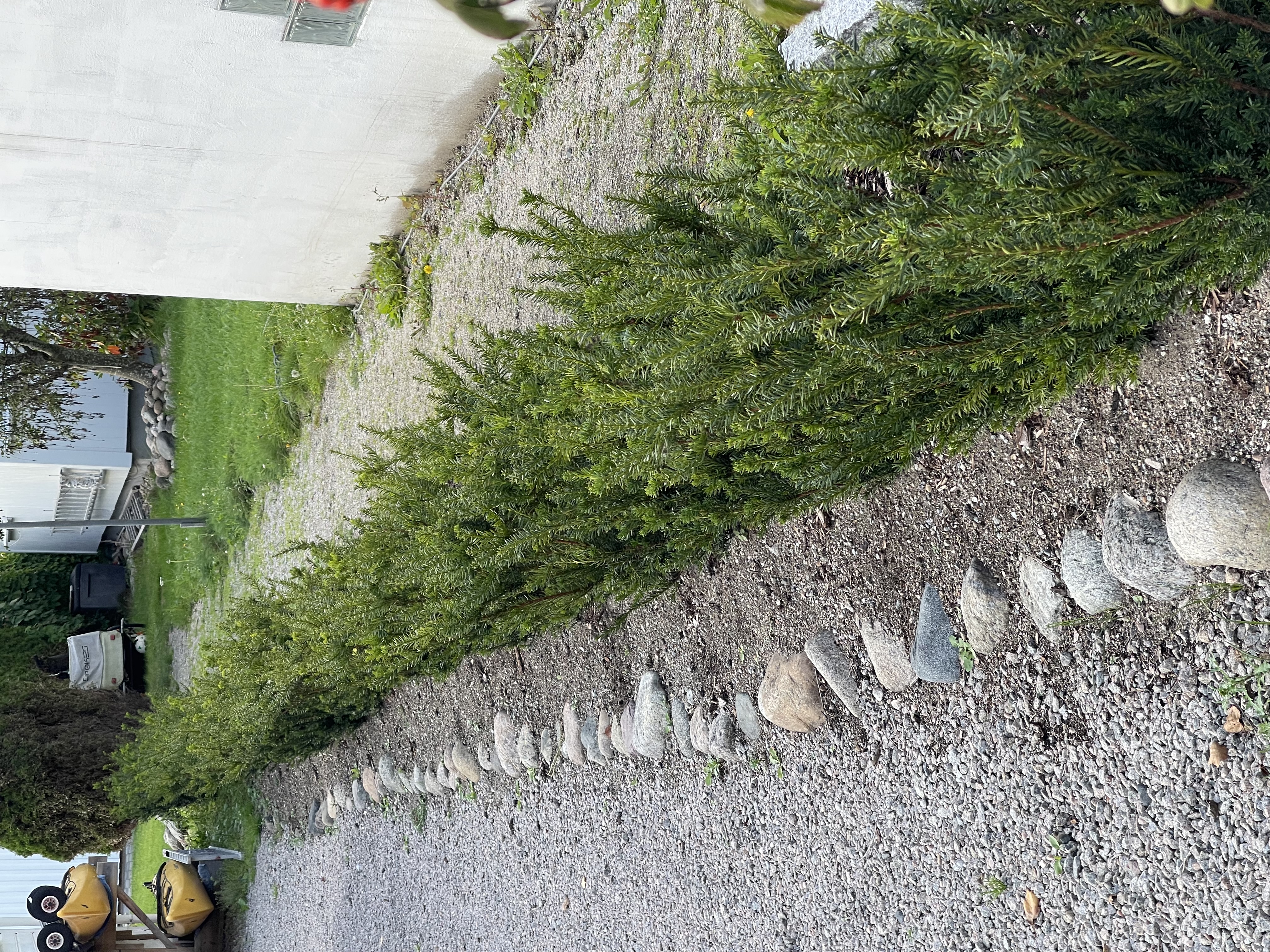 Barlind Hillii Skjærhalden 1