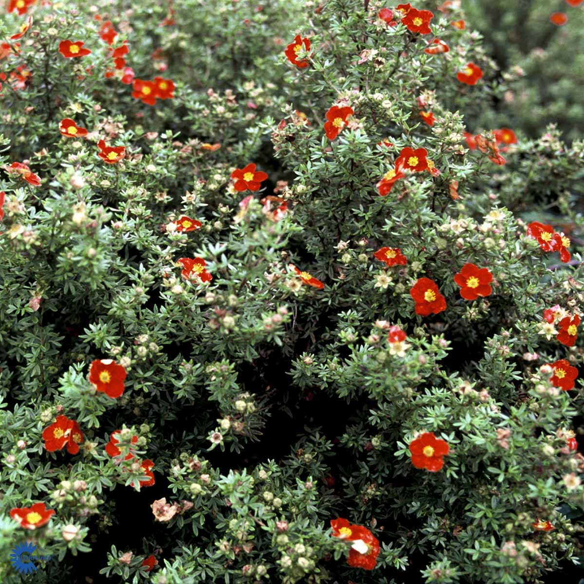 Buskmure 'Red Robin' (Rød)