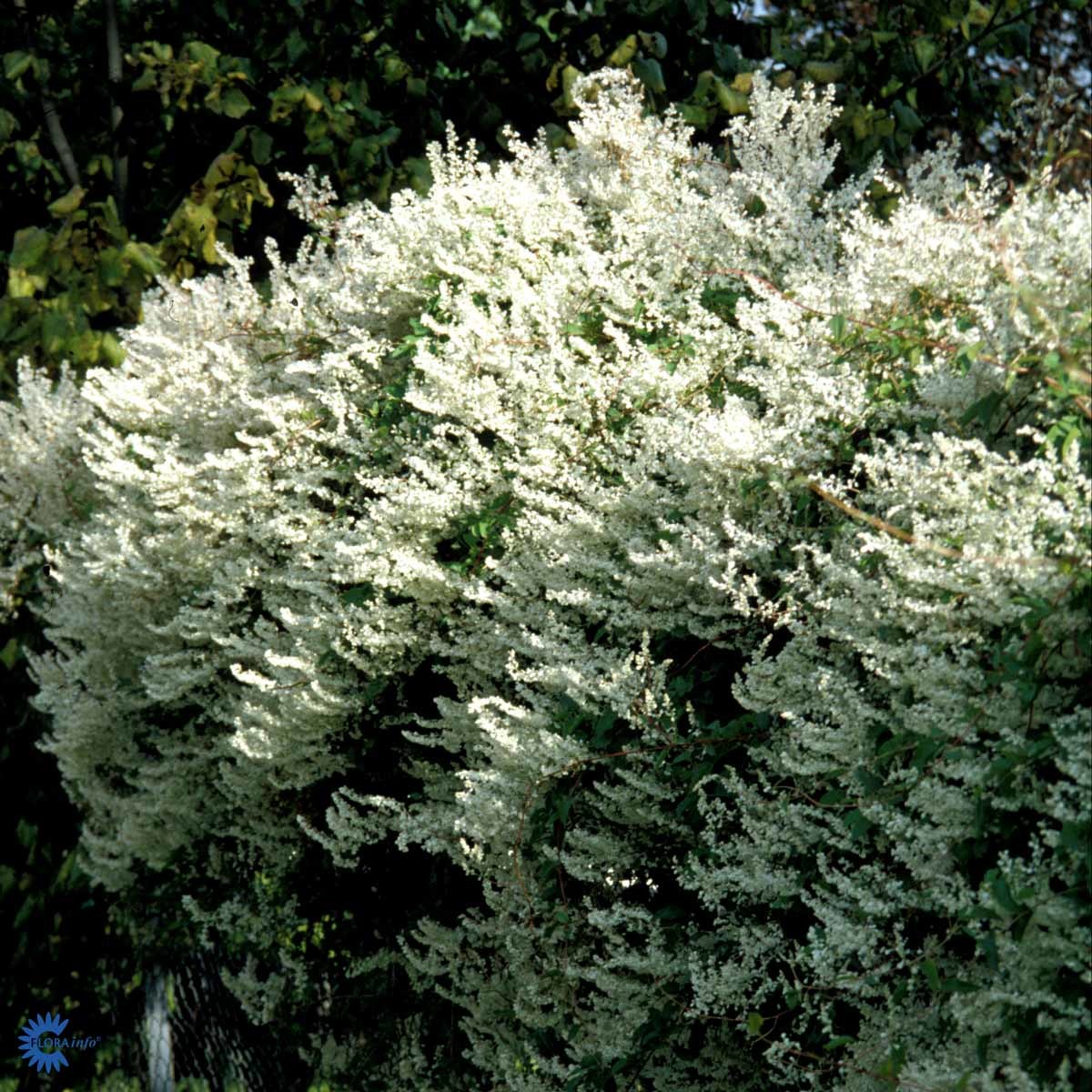 Arkitektens trøst (sh 20-25 Co 2)