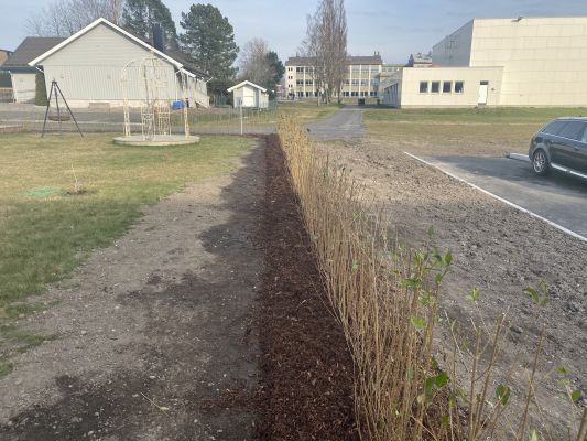 Vinterliguster hekk plantet på Nøtterøy, grønn hele året
