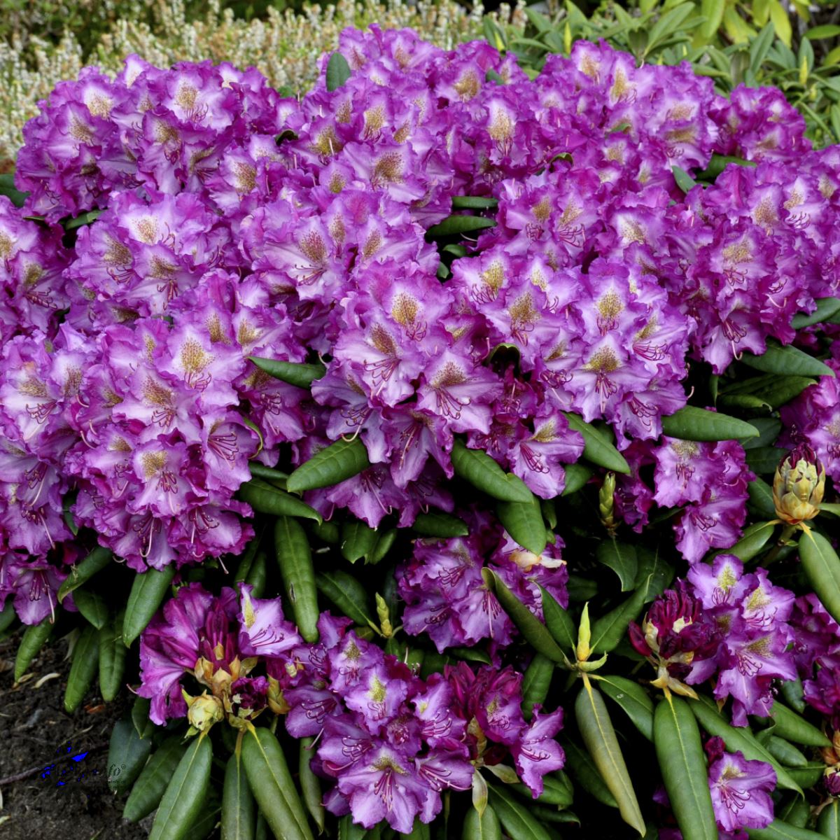 Rhododendron 'Bohlkens Lupinenberg'