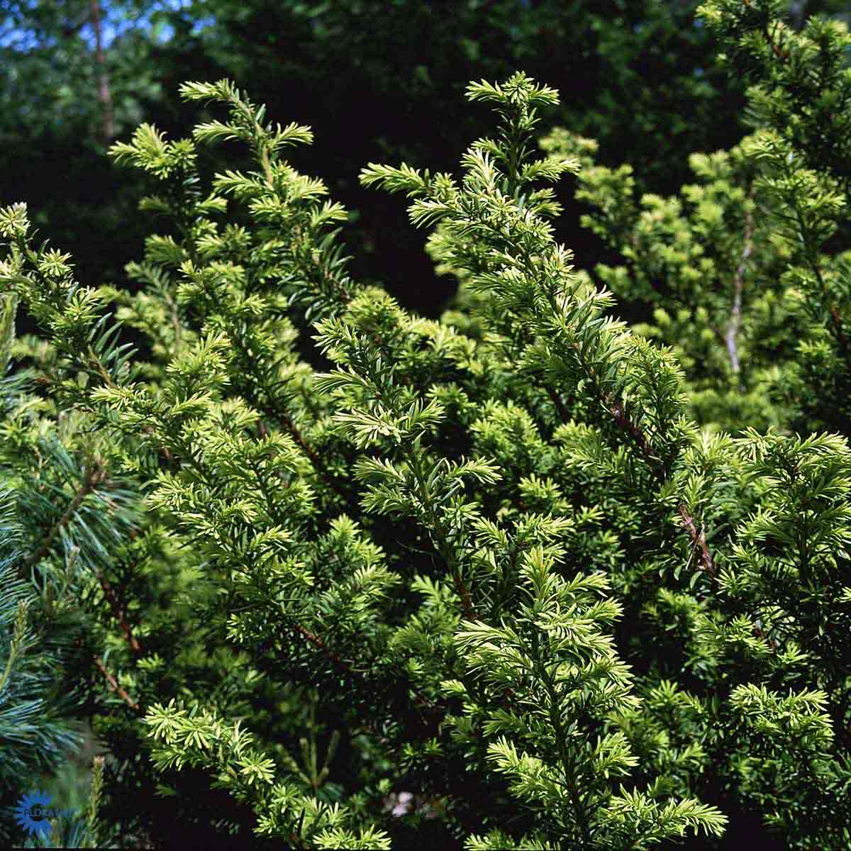 Taxus cuspidata hekkplante, tett og grønn