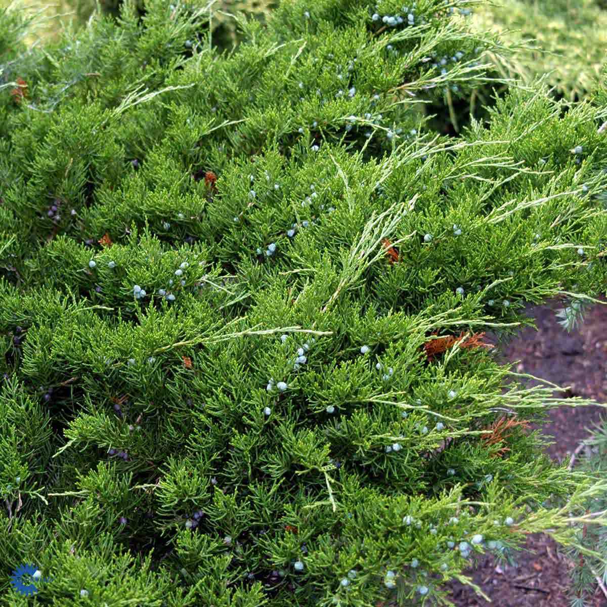 Hybrideiner 'Mint Julep'