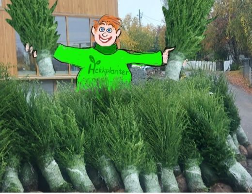 Sture i Bærum med hekkplanter