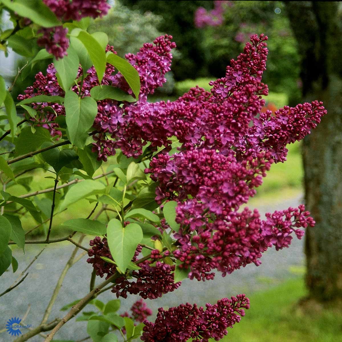 SYRIN 'CHARLES JOLY' (BUSK)