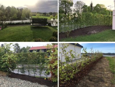 Kundevurderinger hekkplanter