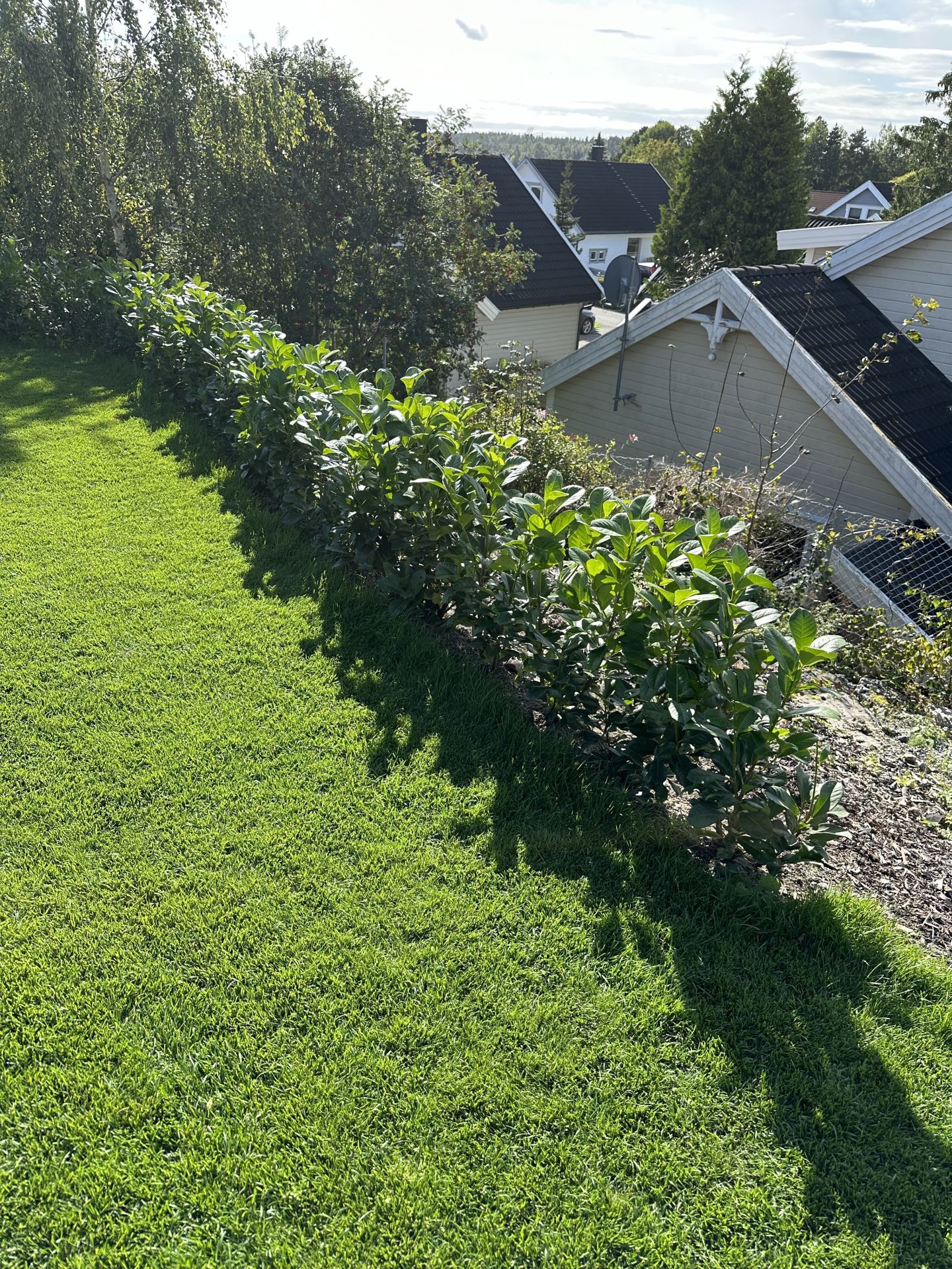 Laurbærhekk i potte